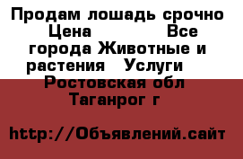 Продам лошадь срочно › Цена ­ 30 000 - Все города Животные и растения » Услуги   . Ростовская обл.,Таганрог г.